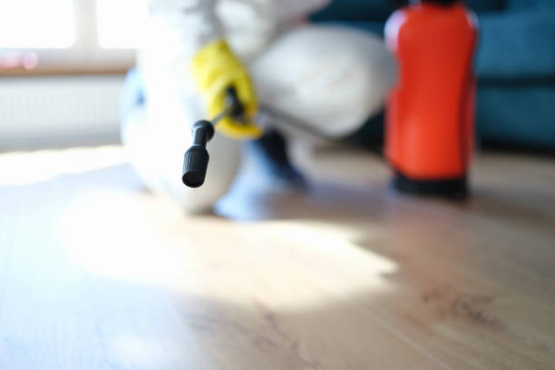 Reliable Comstock Park, MI Mold Removal Solutions