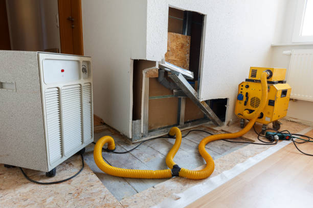 Best Basement Mold Removal  in Comstock Park, MI